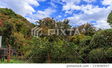 Autumn in Koajiro Forest Autumn in Koajiro Forest 133690937