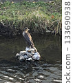 Cormorant 133690938