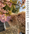 Toy poodle smelling cherry blossoms 133690939