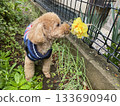 Daffodil and toy poodle 133690940