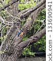 Kingfisher 133690941
