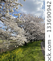 Cherry Blossoms	 133690942