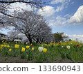 Tulips and cherry blossoms 133690943