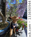 Wisteria and Toy Poodle 133690944