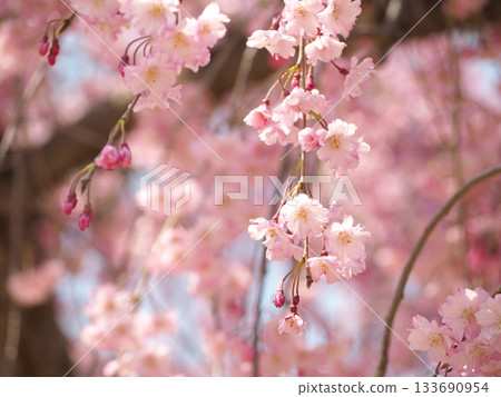 Pink bamboo cherry tree Pink bamboo cherry tree 133690954