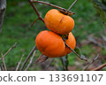 Persimmon nuts 133691107