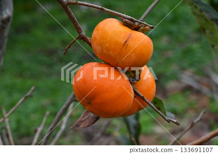 Persimmon nuts 133691107