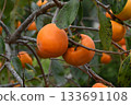 Persimmon nuts 133691108