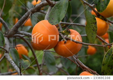 柿子堅果 133691108