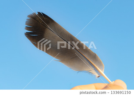 Bird with wings, blue sky background Bird with wings, blue sky background 133691150
