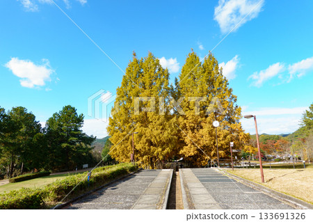 日本兵庫縣西脅市臍公園的秋色水杉樹 133691326