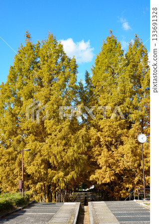 Autumn foliage of metasequoia trees at Japan's Navel Park in Nishiwaki City, Hyogo Prefecture 133691328