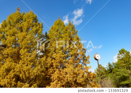 日本兵庫縣西脅市臍公園的秋色水杉樹 日本兵庫縣西脅市臍公園的秋色水杉樹 133691329