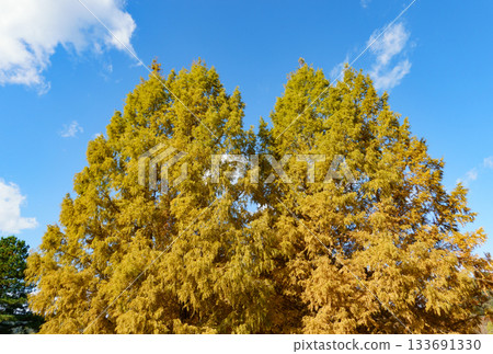 日本兵庫縣西脅市臍公園的秋色水杉樹 日本兵庫縣西脅市臍公園的秋色水杉樹 133691330