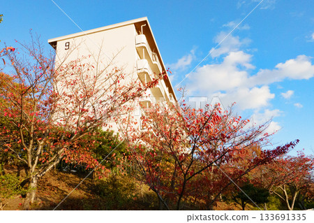 色的葉子公寓住宅區 133691335