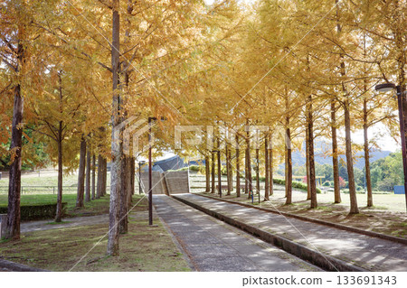 日本兵庫縣西脅市臍公園的秋色水杉樹 日本兵庫縣西脅市臍公園的秋色水杉樹 133691343