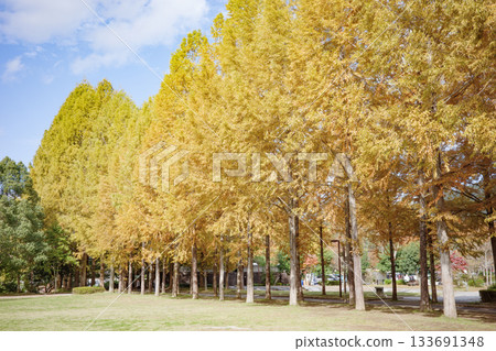 Autumn foliage of metasequoia trees at Japan's Navel Park in Nishiwaki City, Hyogo Prefecture Autumn foliage of metasequoia trees at Japan's Navel Park in Nishiwaki City, Hyogo Prefecture 133691348