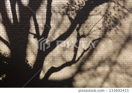樹的影子反映在牆上 133691415