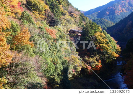 A valley dyed in autumn leaves, Okutama, Otama Walking Trail 133692075