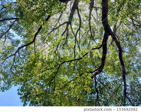 Looking up at trees in the fresh green season 133692092
