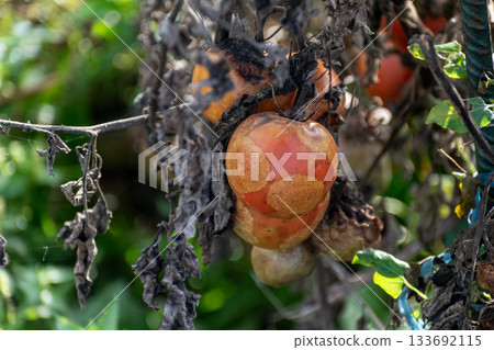 Winter garden with vegetables and plants Winter garden with vegetables and plants 133692115