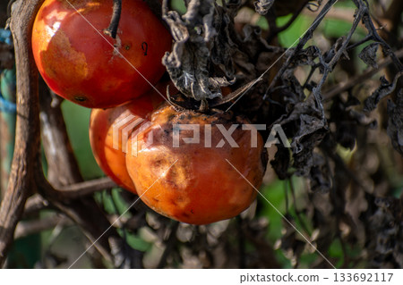 Winter garden with vegetables and plants Winter garden with vegetables and plants 133692117