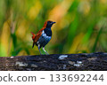 The beautiful red hawk-billed hawk, a rare bird endemic to Japan that can only be seen in Okinawa 133692244