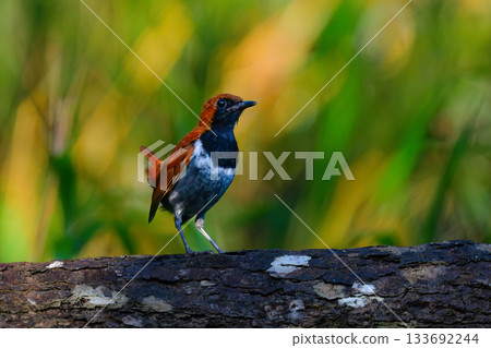 美麗的紅鷹嘴鷹，一種日本特有的稀有鳥類，只能在沖繩見到。 133692244