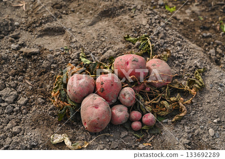 Potatoes freshly harvested from the field 133692289