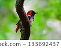 The beautiful red Akahige, a rare bird endemic to Japan that can only be seen around Amami Oshima 133692437