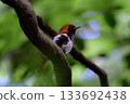 The beautiful red Akahige, a rare bird endemic to Japan that can only be seen around Amami Oshima 133692438