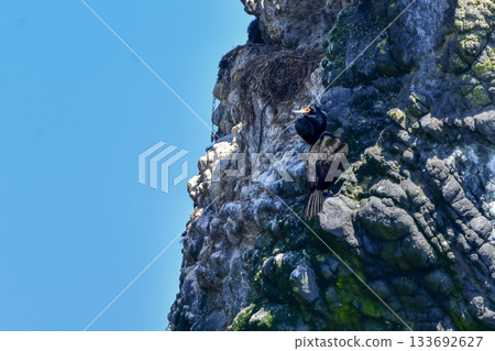 紅臉鸕鶿是一種海鳥,它有著獨特的紅色臉龐,只能在日本沿海水域(如北海道)找到。 紅臉鸕鶿是一種海鳥,它有著獨特的紅色臉龐,只能在日本沿海水域(如北海道)找到。 133692627