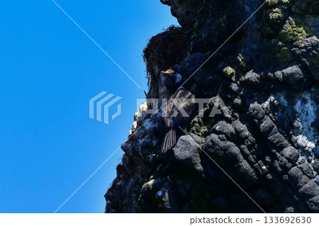 紅臉鸕鶿是一種海鳥，它有著獨特的紅色臉龐，只能在日本沿海水域（如北海道）找到。 133692630