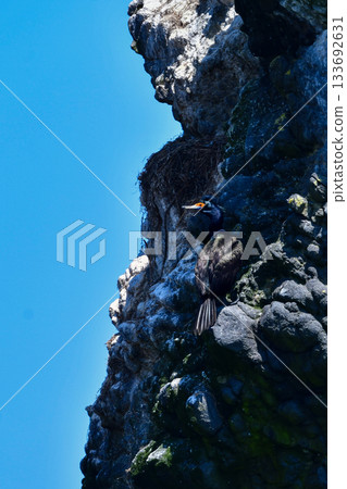 紅臉鸕鶿是一種海鳥,它有著獨特的紅色臉龐,只能在日本沿海水域(如北海道)找到。 紅臉鸕鶿是一種海鳥,它有著獨特的紅色臉龐,只能在日本沿海水域(如北海道)找到。 133692631