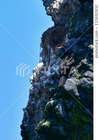 紅臉鸕鶿是一種海鳥，它有著獨特的紅色臉龐，只能在日本沿海水域（如北海道）找到。 133692632