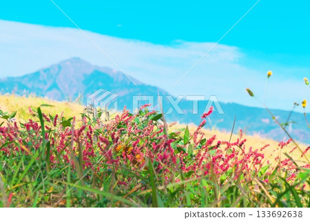 Red flowers of Polygonum gracilis blooming on a small hill at the foot of Mt. Daisen Red flowers of Polygonum gracilis blooming on a small hill at the foot of Mt. Daisen 133692638