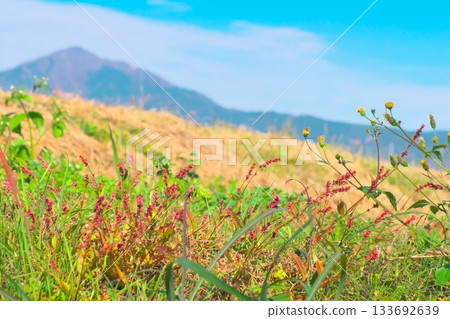 Red flowers of Polygonum gracilis blooming on a small hill at the foot of Mt. Daisen Red flowers of Polygonum gracilis blooming on a small hill at the foot of Mt. Daisen 133692639