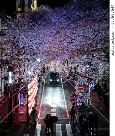 A taxi passing illuminated cherry blossoms at night in spring A taxi passing illuminated cherry blossoms at night in spring 133692644
