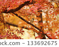 Autumn leaves on the branches 133692675
