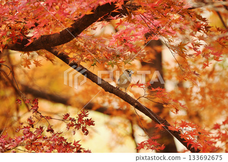 Autumn leaves on the branches Autumn leaves on the branches 133692675