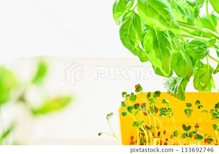 甜羅勒和白蘿蔔的水耕栽培 133692746