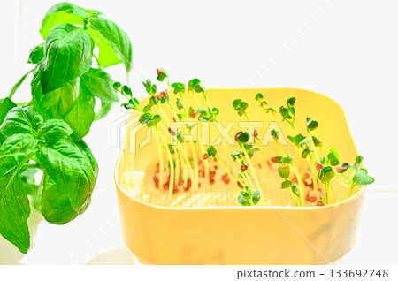 甜羅勒和白蘿蔔的水耕栽培 133692748