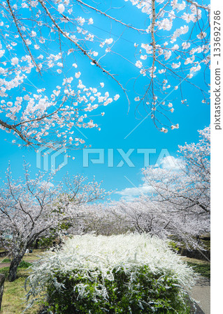 Sakura and Yukiyanagi 133692786