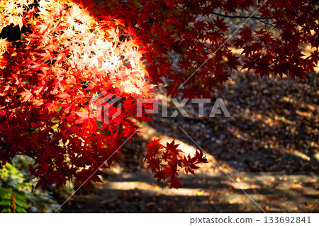 The contrast of light and shadow: shining maple trees and the quiet ground 133692841