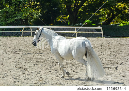 A white horse running comfortably through the riding ground A white horse running comfortably through the riding ground 133692844