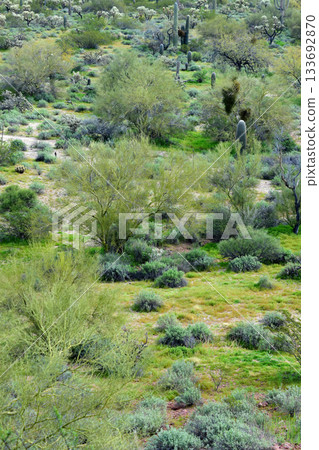 Landscape Sonoran Desert Arizona 133692870