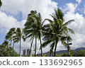 Honolulu traffic lights and palm trees in the wind 133692965