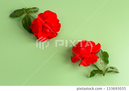 Beautiful red roses with green leaves on a background Beautiful red roses with green leaves on a background 133693035