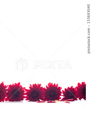 Fresh red flowers of chrysanthemum with soft focus lighting 133693040