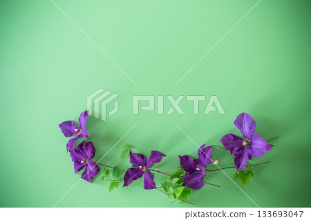 green background with clematis branch and space for text 133693047